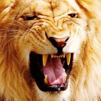 🇮🇳A.K.Singh🇮🇳 (@im_asaini) 's Twitter Profile