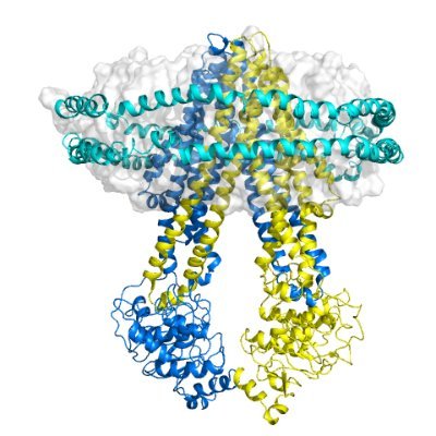 Our laboratory is studying the molecular mechanism of ABC transporters involved in resistance to antibiotics and antimicrobial peptides