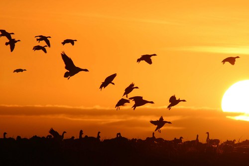 PebblesPhoto's profile picture. Photographer & Picture Framer - Visit the Gallery & Workshop in Brancaster - Framing for all - Commissions & Photography Tuition. Telephone: 01485 210810