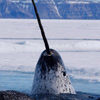 Dr. Narwhal(@Doctor_Narwhal) 's Twitter Profile Photo