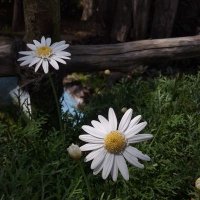 oh, pie (@flowereyeday) 's Twitter Profile