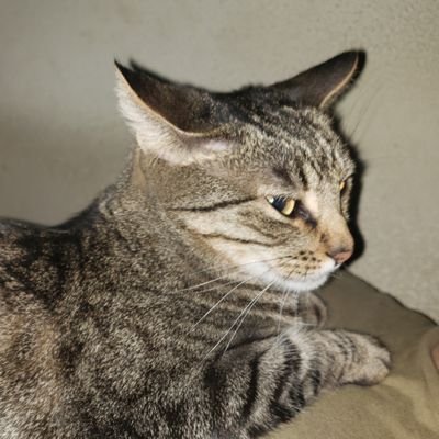 AngeredCat's profile picture. 