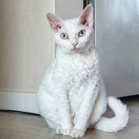 Seoulzip_kpop_proxy (@y7lu9hg1xntp69f) 's Twitter Profile