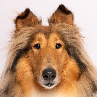 Reveille X 🐾(@reveille) 's Twitter Profile Photo