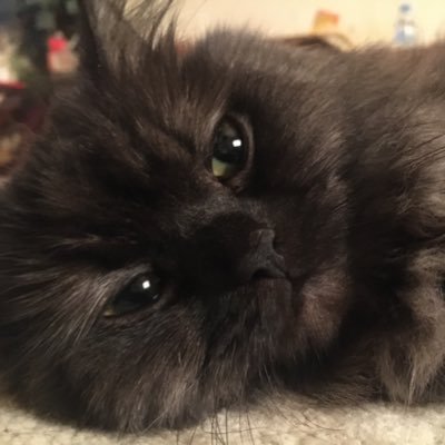 mbakor_y's profile picture. cybersecurity student | eJPT