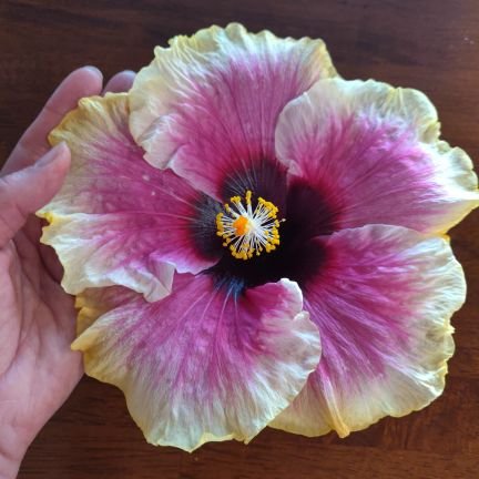 Health Practitioner, medical intuitive