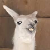 raphaeloxid's profile picture. Atum, o peixe.