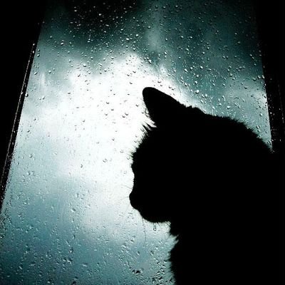 NouRiDv's profile picture. I speak my mind.