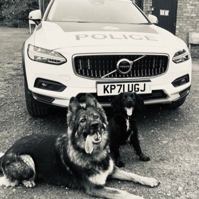 Police Dog Dara 6 yr/o - General Purpose & Firearms support Dog . Van partner - PD Marshall (cash/FA/ Drugs recovery) . All own opinions.