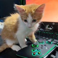 Crits For Cats lnc. Cat Rescue (@crits4cats) 's Twitter Profile Photo Crits For Cats lnc. Cat Rescue (@crits4cats) 's Twitter Profile Photo