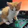 crits4cats's profile picture. Gaming & Rescue Cats! I stream games and my kittencam to raise $ to support cat rescue & TNR, shelter & foster cats! Registered 501c3 non-profit 🏳️‍⚧️ Cat Dad