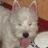 a_abashev's profile image