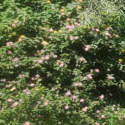 AlAyyhm's profile picture. توكلنا على الله