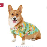 corgi (@0xlosemoney) 's Twitter Profile