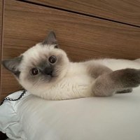 ayomandyy (@ayomandyy) 's Twitter Profile