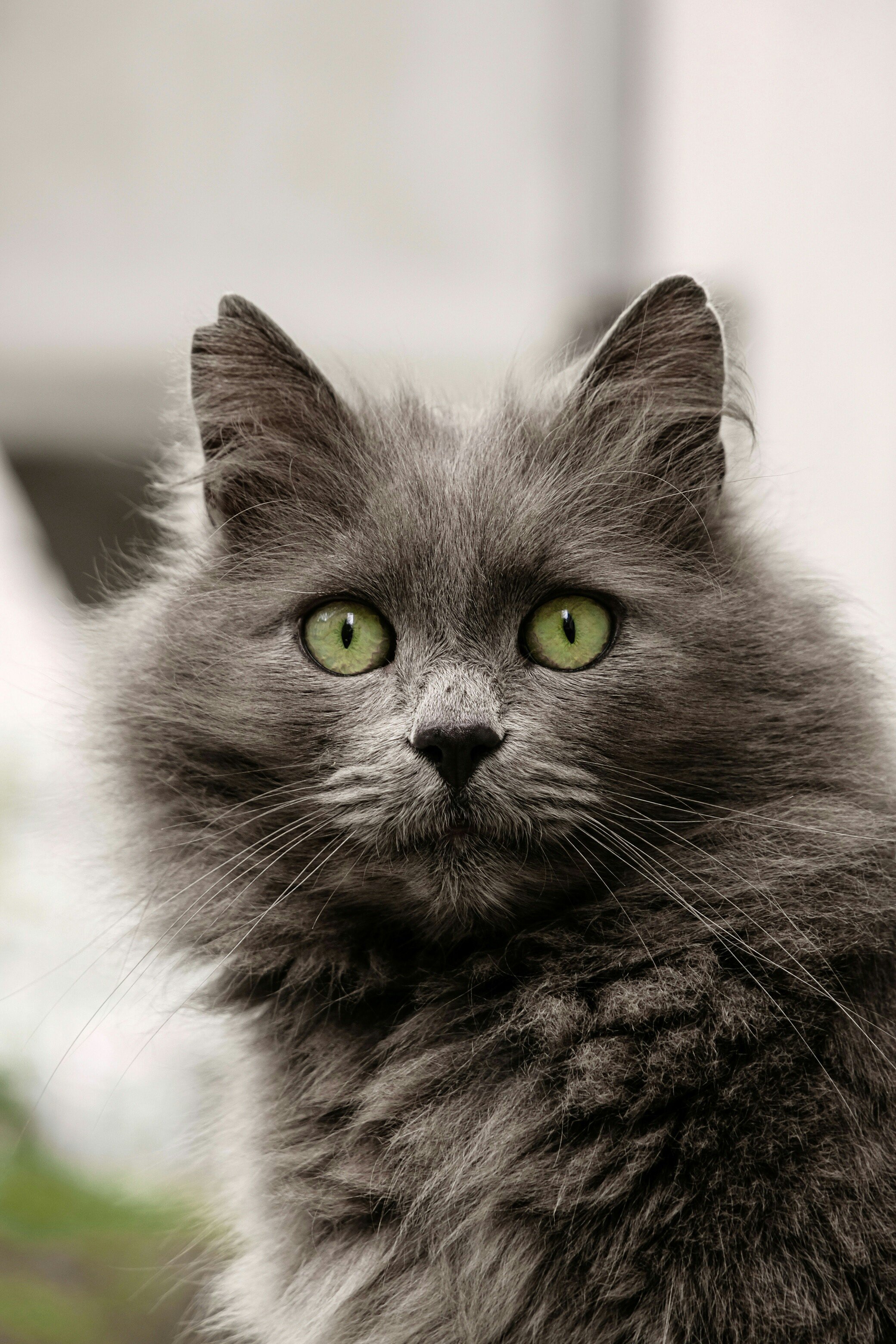 #CatLover #AnimalRightsActivist #AdoptaNoCompres #LocaDeLosGatos a mucha honra.
Vivo y dejo vivir...
Síganme los buenos!
