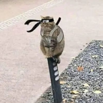 bossomega12's profile picture. 