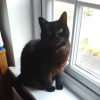 Wiltshire Cat(@wiltshirecat1) 's Twitter Profile Photo