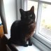 Wiltshire Cat (@wiltshirecat1) Twitter profile photo Wiltshire Cat (@wiltshirecat1) Twitter profile photo