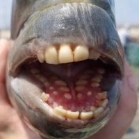 Phil fry (@inbouunndd) 's Twitter Profile