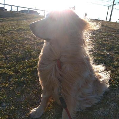 MSutekichi's profile picture. 犬と散歩をする人。尊敬する人は杉山龍丸。バイクの免許は諦めてロードバイク始めました。貧脚。無言フォロー、失礼します。