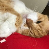 シャララ (@shararachan) Twitter profile photo