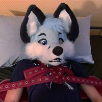 Ichigo Renard Rubber fox (@ichigorenardad) 's Twitter Profile