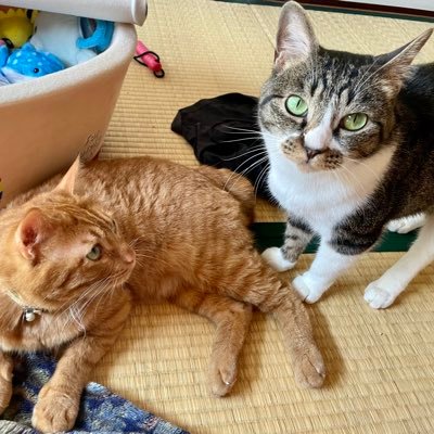 りあさんのプロフィール画像