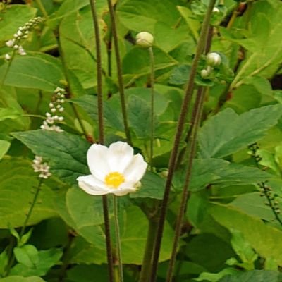 cY6MbnZufxIjNQE's profile picture. 求め過ぎず与え過ぎず。
澄んだ水も濁った水も好き。人は好きだけど人混みは嫌い。
親切は好きだけど押し付けは嫌い。
お酒は好きですが、絡み酒は嫌いです。
何事も適当に。
人の道、色の道、金儲けは間に合ってます。
仏教寄りですが過度の神秘主義、商業主義は嫌い。
#ガーデニング #花 #写真　
#仏像 #博物館 #ハイキング