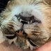 Bambi 🍉 (@coole_cats) Twitter profile photo Bambi 🍉 (@coole_cats) Twitter profile photo