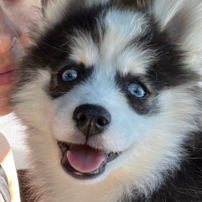 I’m 12 weeks old and ready to chew stuff :) My parents are @sarahdaniels and @cgbarrett ♥️