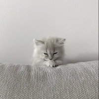 (ˆ꜆ . ̫ . ).ᐟ (@ho_juuuuu) 's Twitter Profile