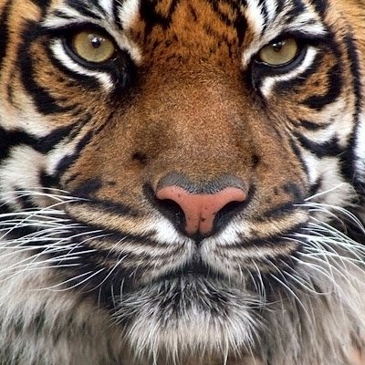 DomingocdCN's profile picture. 