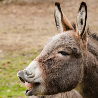 Dr. Donkey Profile