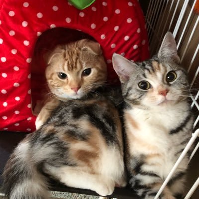 2018/05/18生まれのスコティッシュ兄妹🐱無言フォロー失礼します。副業、お金配り、投資、美容、エロ垢は全く興味がないのでブロックします。ママ活とかもやめて下さい。言って聞くような相手じゃないので即ブロ。