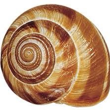 SnailShellSpace's profile picture. Something something