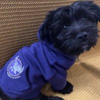 Mersch - The School Dog (@merschlhs) 's Twitter Profile