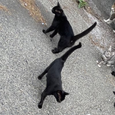 mememe_jijii's profile picture. むしやしない、よんぱち。