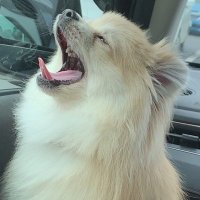 mojito (@mojito_game) 's Twitter Profile
