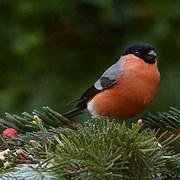 danimck19's profile picture. Avid Birder, Check my Likes