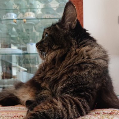 fuwakokolove's profile picture. 愛猫ちゃんがかわいくて仕方がないです💓 美味しいものとキレイなものにワクワクします😍娘がぺこぱさん大好き大好きです💕🌟