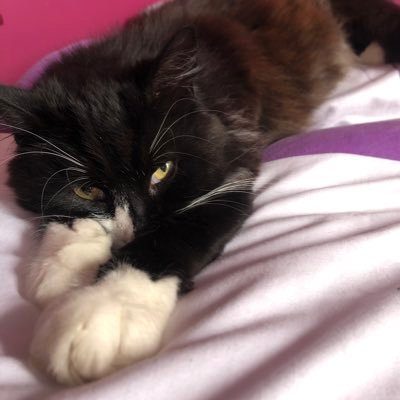 Clairesynewacc's profile picture. clairesys new account to avoid certain ‘followers’