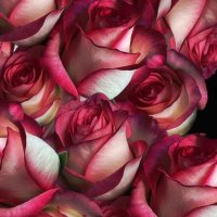 شفاء الروح (@sflrw4) 's Twitter Profile