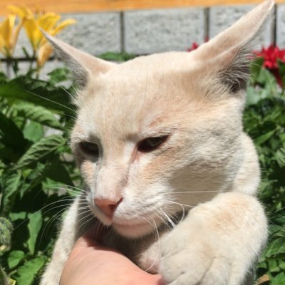 NissaErum's profile picture. Engineer