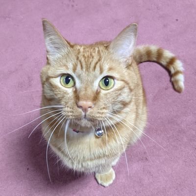 2022年2月上旬入浴中に右胸にしこりを発見
2022年3月末病院受診、4月に乳癌発覚
2022年10月中旬術前抗がん剤終了(EC療法4クール、パクリタキセル12クール)
2022年11月中旬手術(右乳房全摘、脇のリンパ郭清) 2023年3月上旬放射線治療25回終了 同3月下旬より経口抗がん剤開始