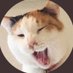 ネコ社長 (@neko_taro222) Twitter profile photo ネコ社長 (@neko_taro222) Twitter profile photo