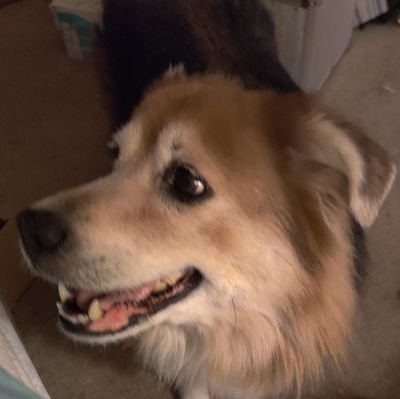 I Love dogs🦮 and I'm extremely loyal!