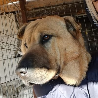 I am the human that is not afraid to try everything i can to save animals