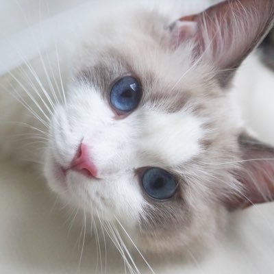 わたあめさんのプロフィール画像