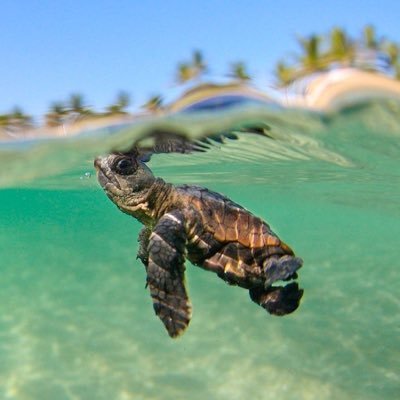 tartar_ughina's profile picture. ti dedico le autostrade che portano al mare 🐧